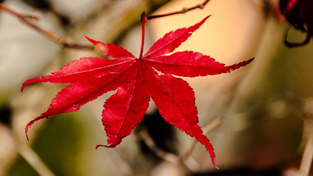 das letzte Rot