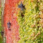 Das letzte schöne Herbstmotiv?