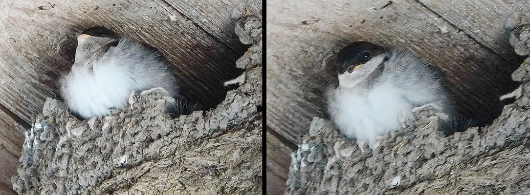 das letzte Schwalbenkind im Nest
