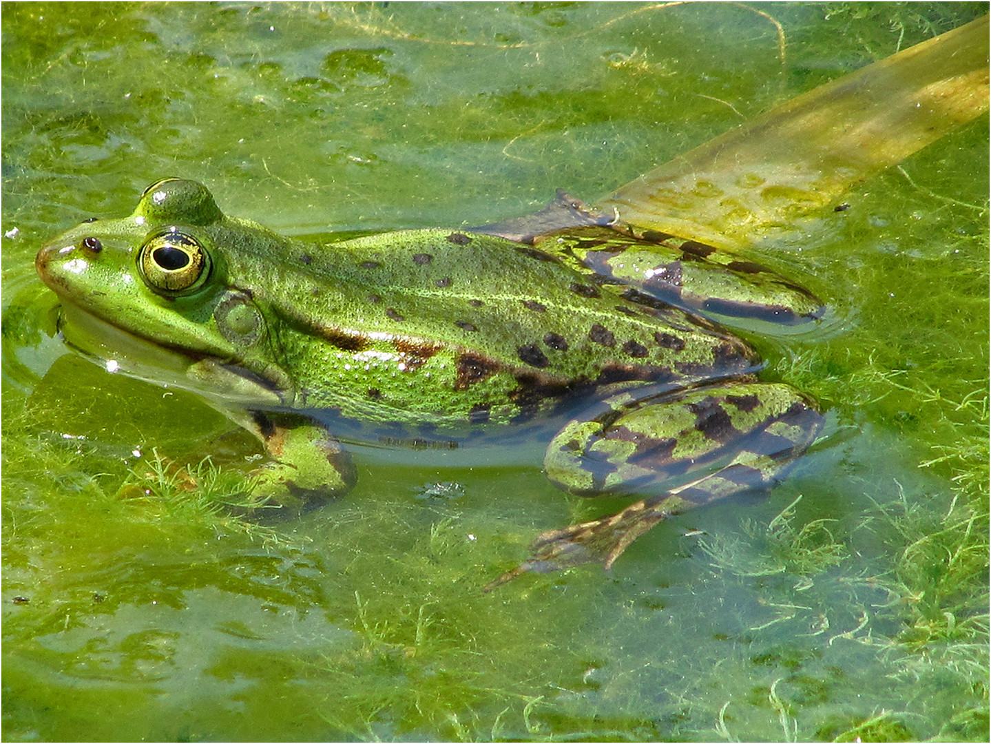 Das letzte Sonnenbad