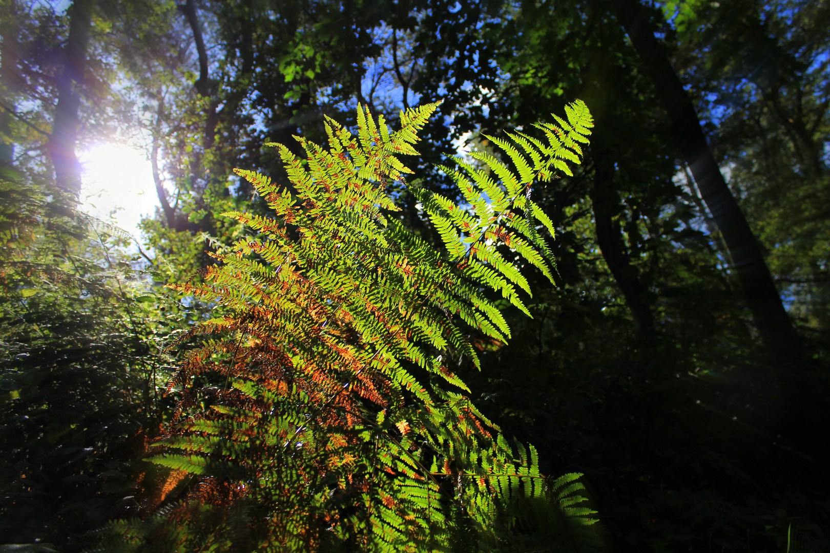 Das letzte Sonnenlicht