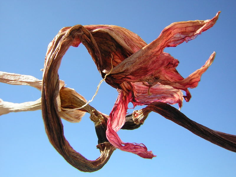 Das letzte Stück Amaryllis