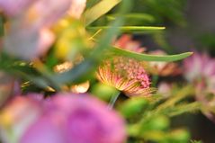 das letzte "Stückchen" Blumenstrauß