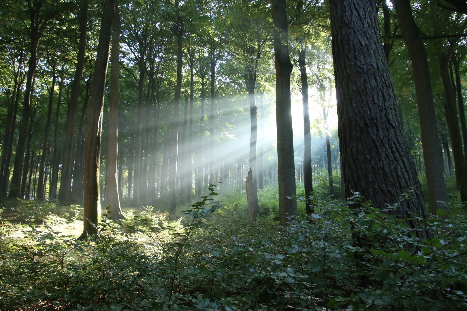 das letzte Tageslicht