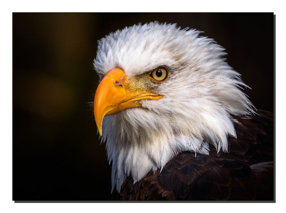 Das letzte vom Weißkopf-Seeadler