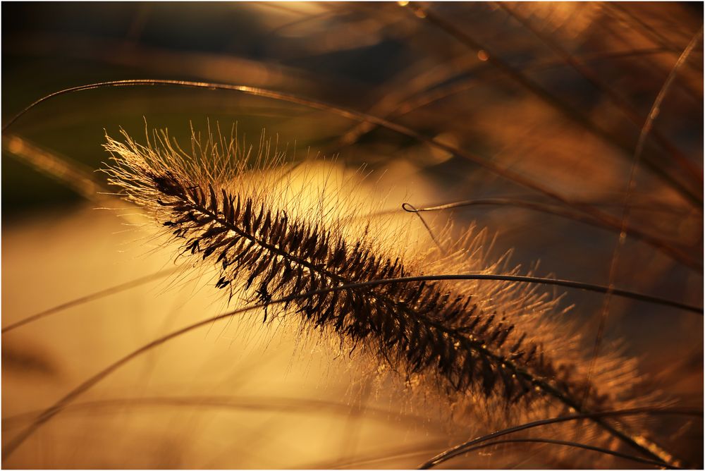 Das letzte warme Herbstlicht des Tages...