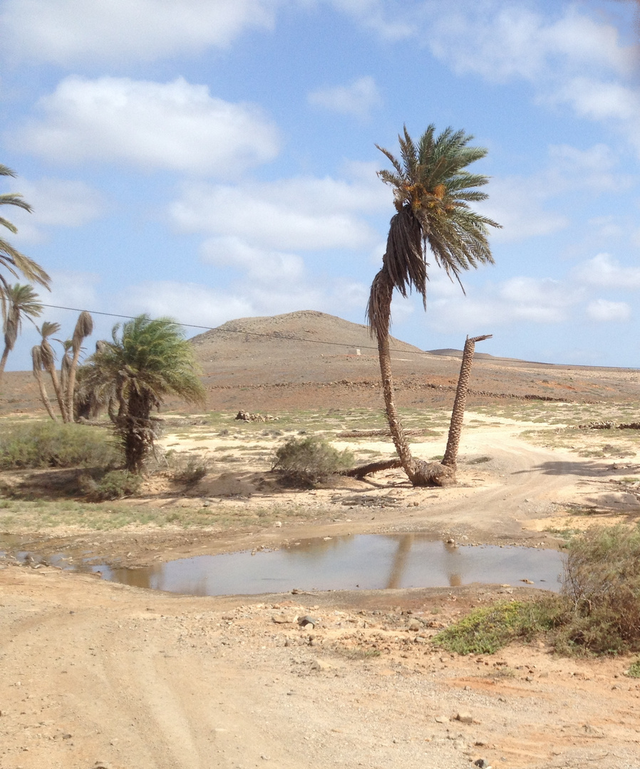 Das letzte Wasserloch auf Boa Vista