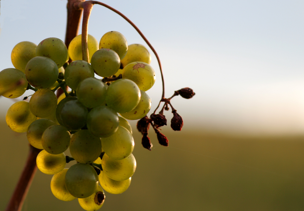 Das letzte Weinbild