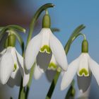 das letzte Weiss im Garten?