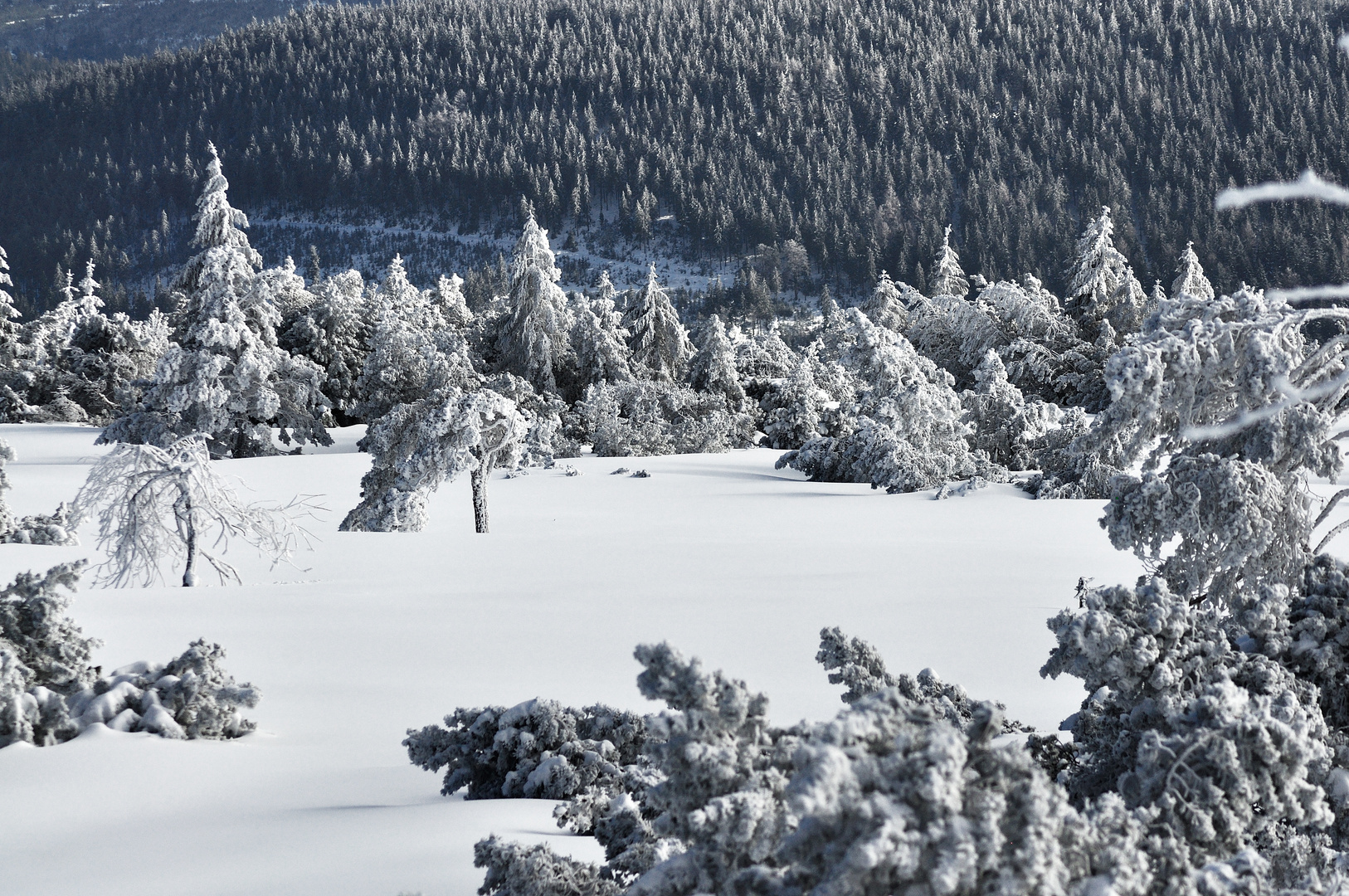 das letzte Winterbild....