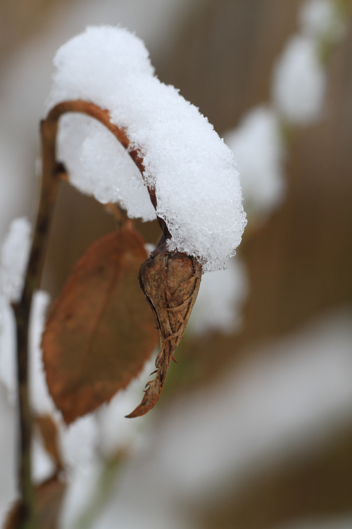 Das letzte zucken des Winter`s ?