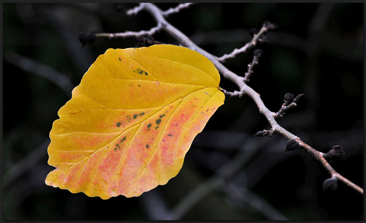 Das letztes Blatt