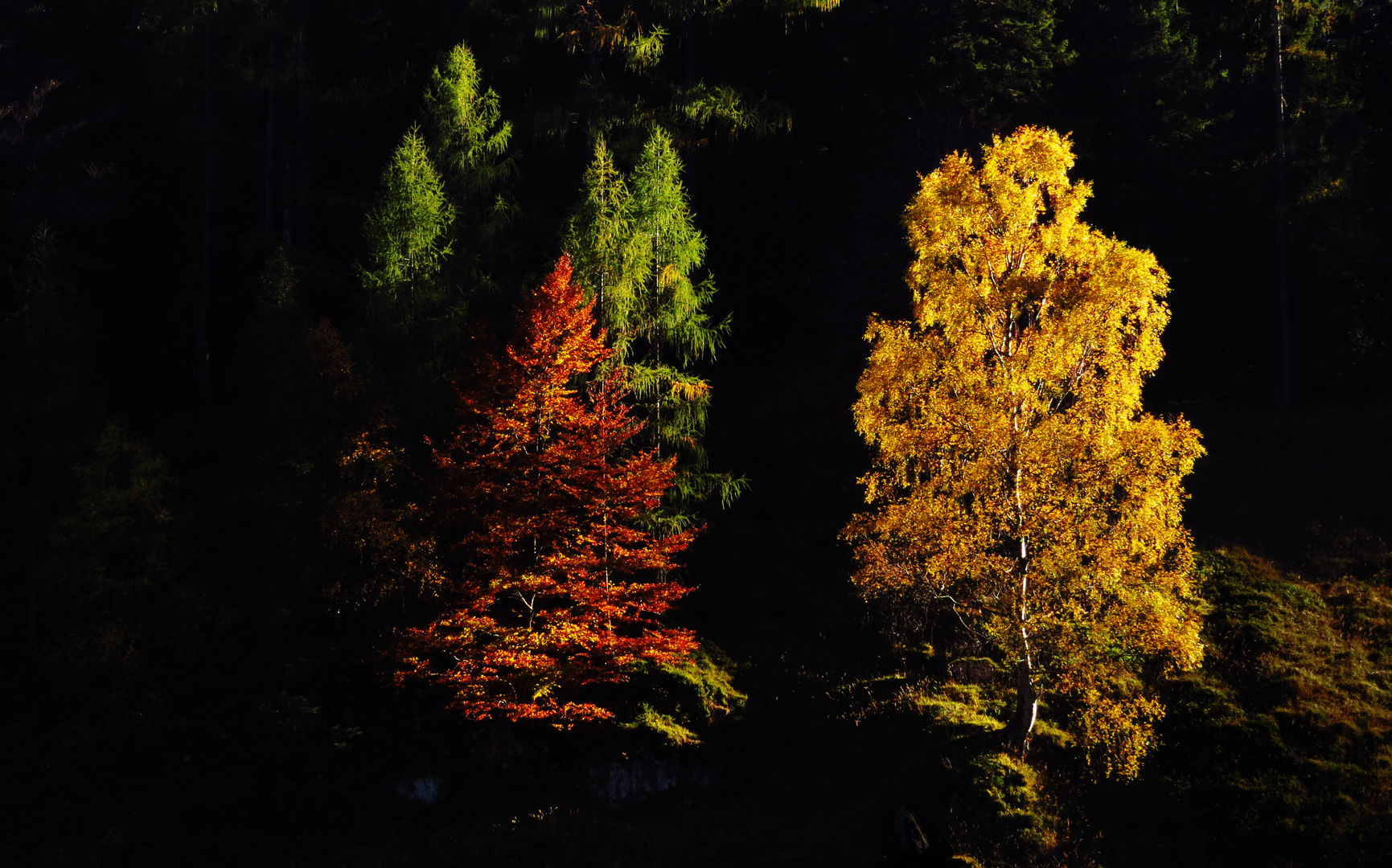 Das Leuchten der 3 Herbstbäume....