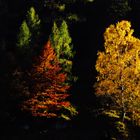 Das Leuchten der 3 Herbstbäume....