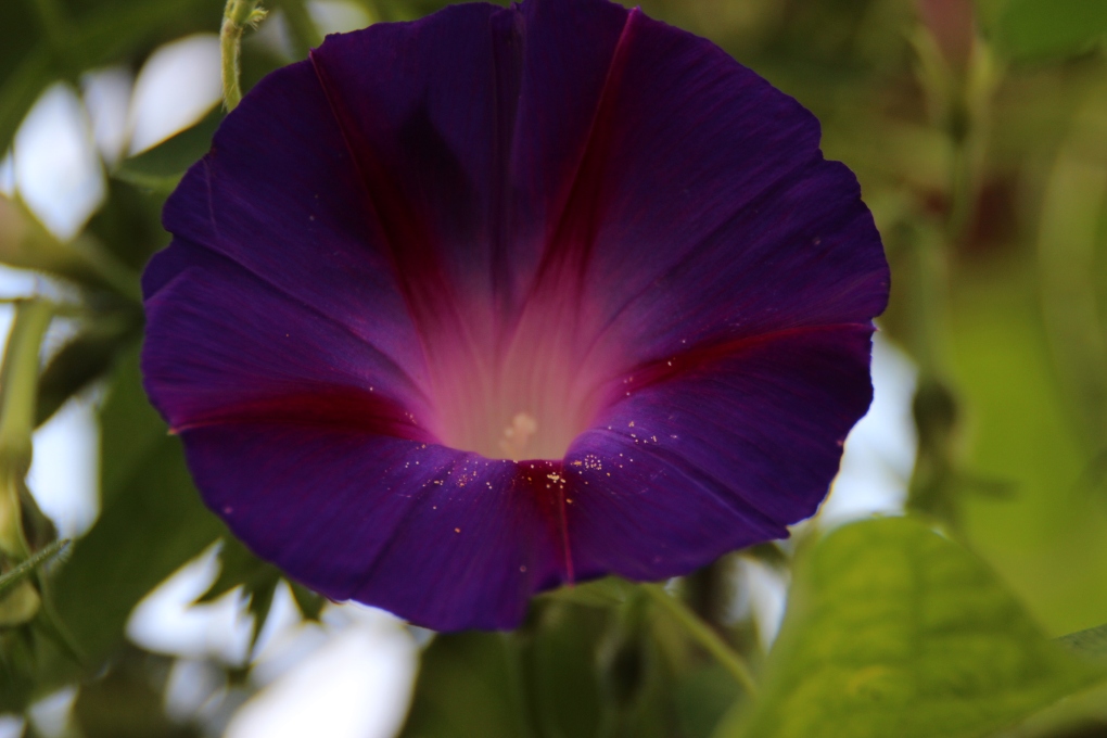 Das Leuchten der Blüte...