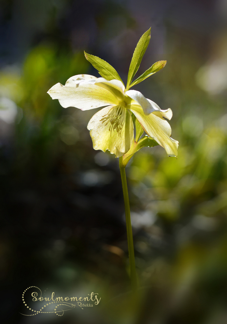 Das Leuchten der Blüte