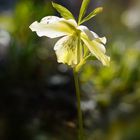 Das Leuchten der Blüte