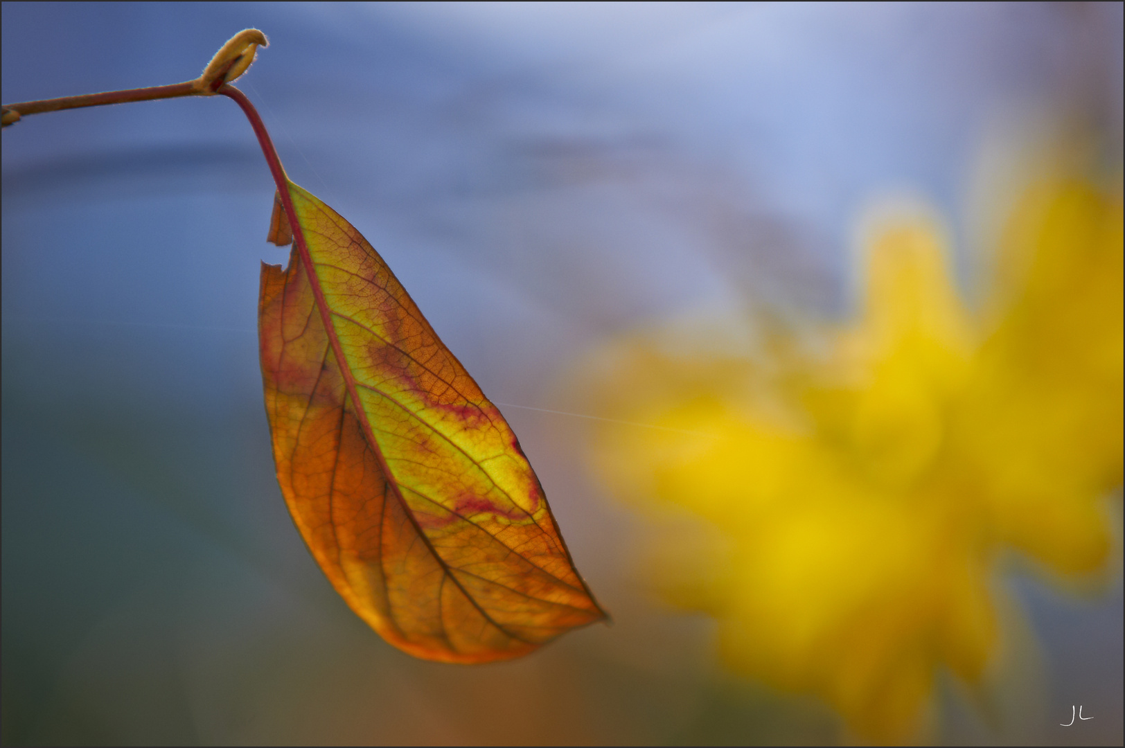 ..das leuchten der Farben