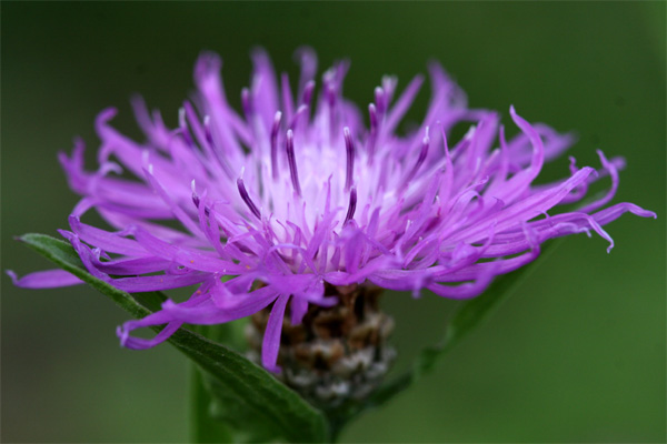 Das Leuchten der Flockenblume