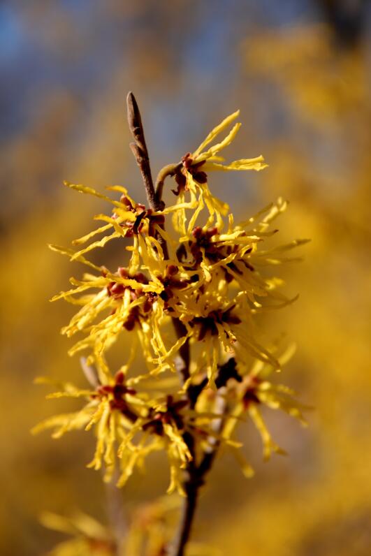 Das Leuchten der Hamamelis