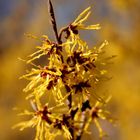 Das Leuchten der Hamamelis