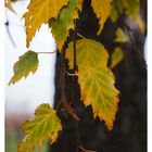 das Leuchten der Herbstfarben 2