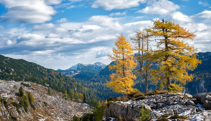 das Leuchten der Lärchen