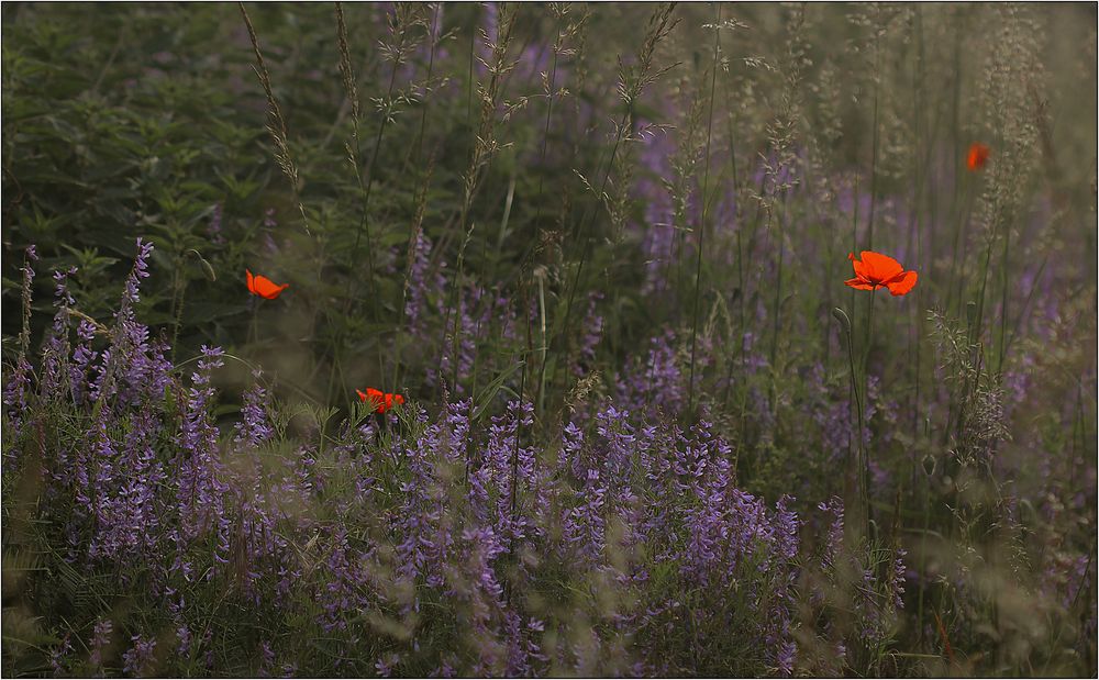 Das Leuchten der Mohnblüten ...