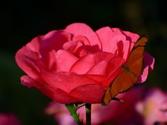 Das Leuchten der Rose