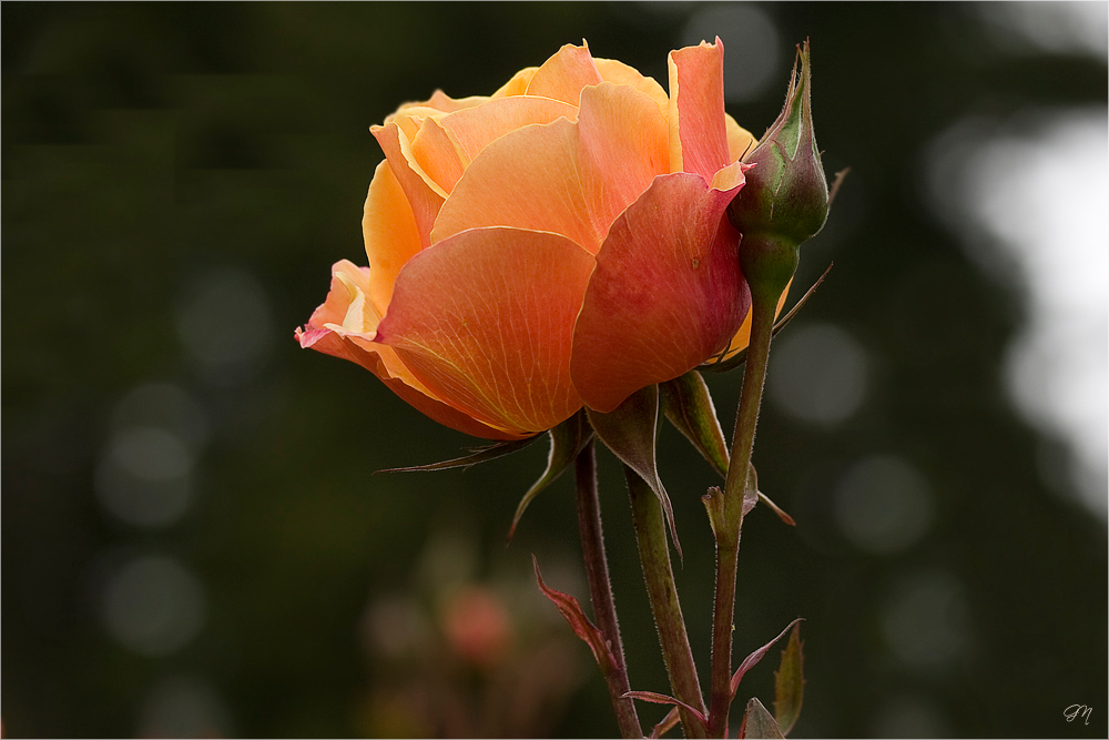 Das Leuchten der Rose