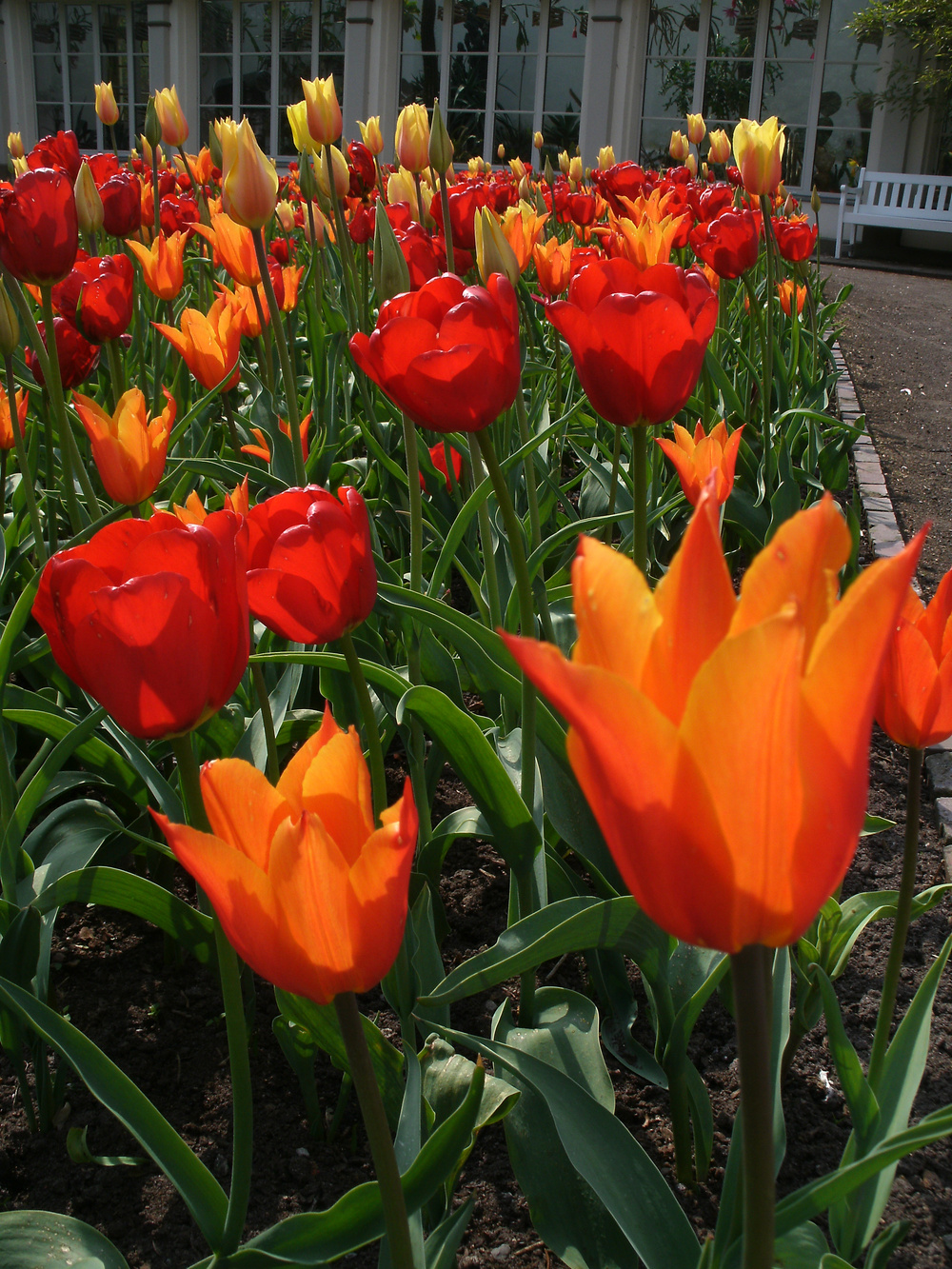 Das Leuchten der Tulpe von Roland Sacher 