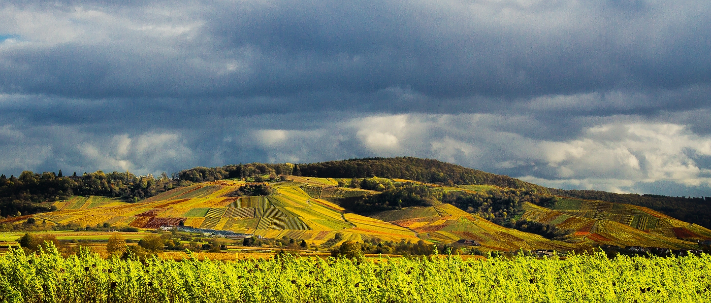 Das Leuchten der Weinberge