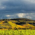 Das Leuchten der Weinberge