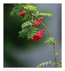 .. das Leuchten des Früh-Herbstes ...