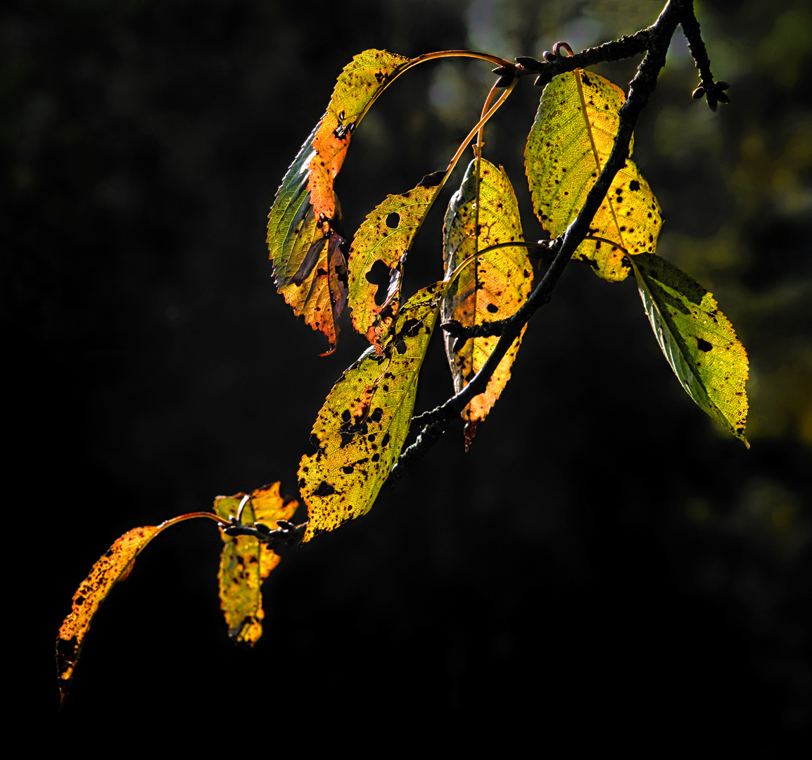 Das Leuchten des Herbstes