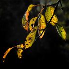 Das Leuchten des Herbstes