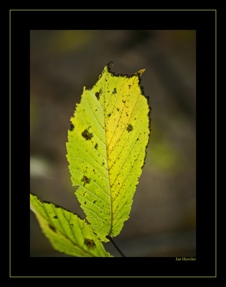 Das leuchten des Herbstes