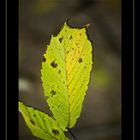 Das leuchten des Herbstes