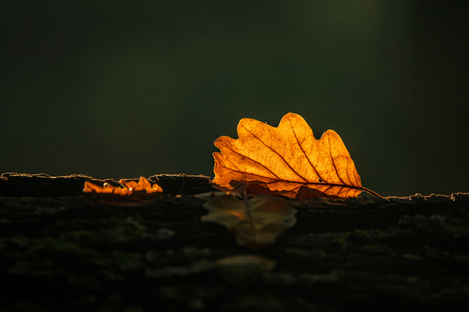 Das Leuchten des Herbstes