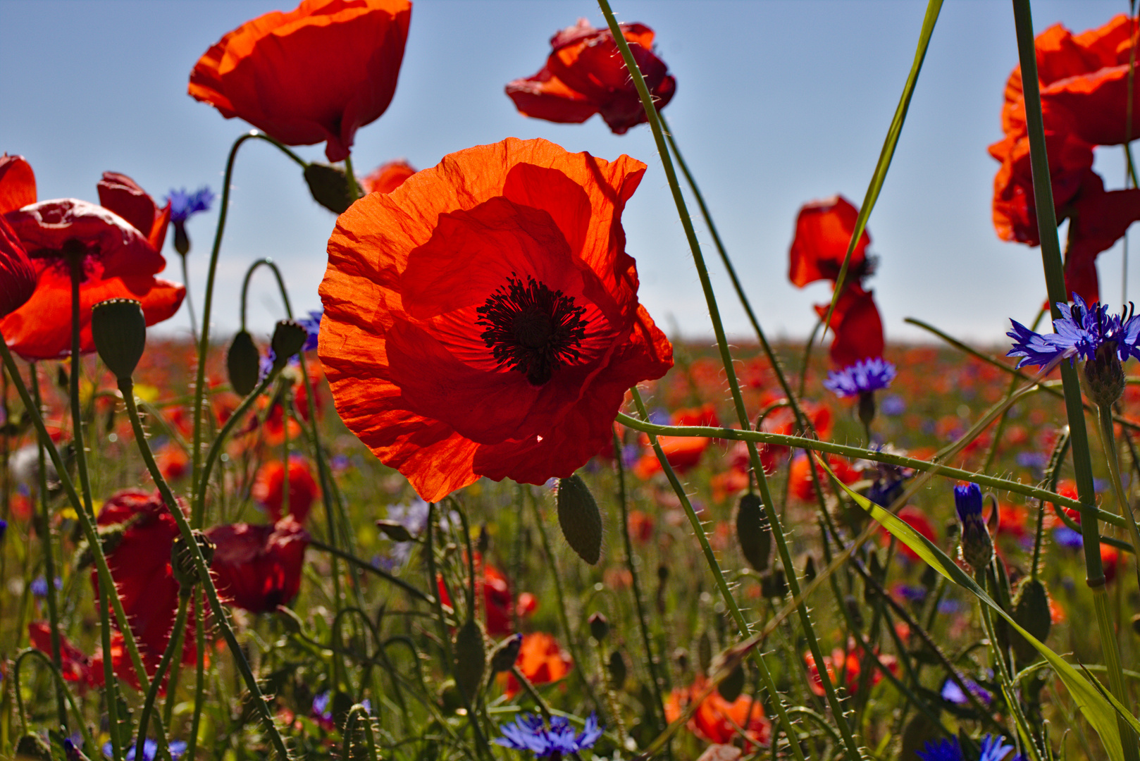 Das Leuchten des Sommer