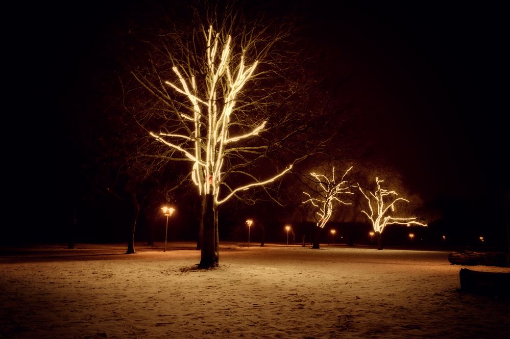 Das Leuchten im Baum