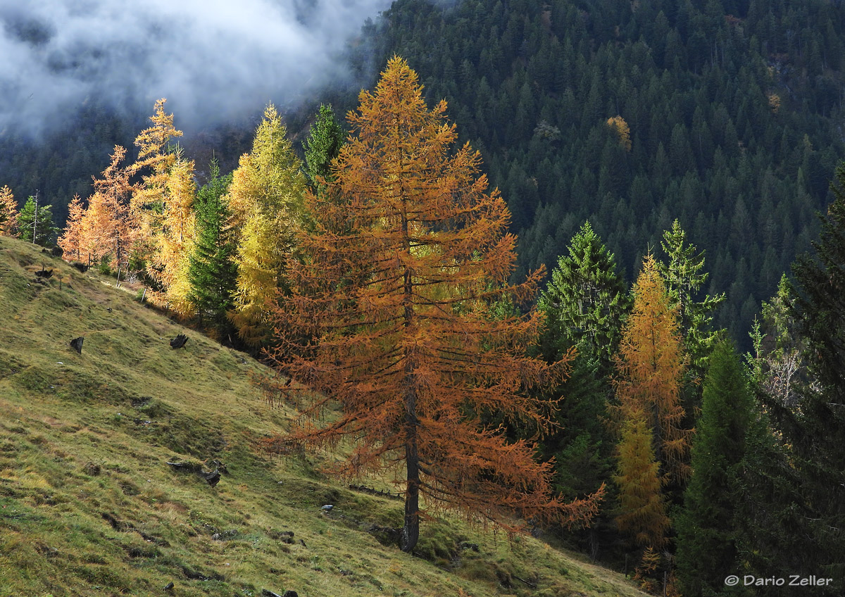 Das Leuchten im Bergwald