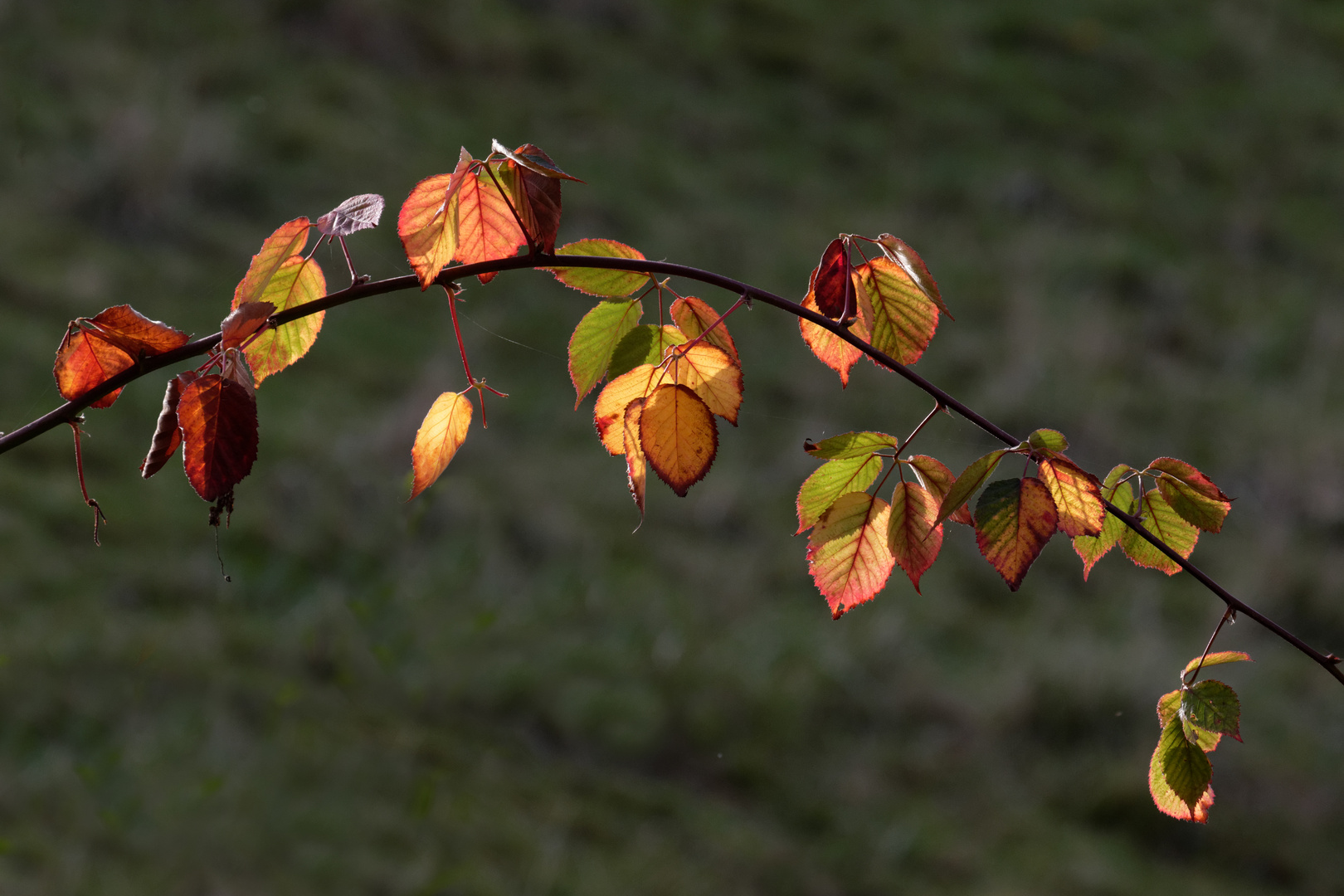 Das Leuchten im Garten