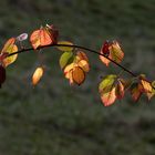 Das Leuchten im Garten