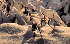 DAS LEUCHTEN IM INNEREN DER SCHNEEFLOCKE