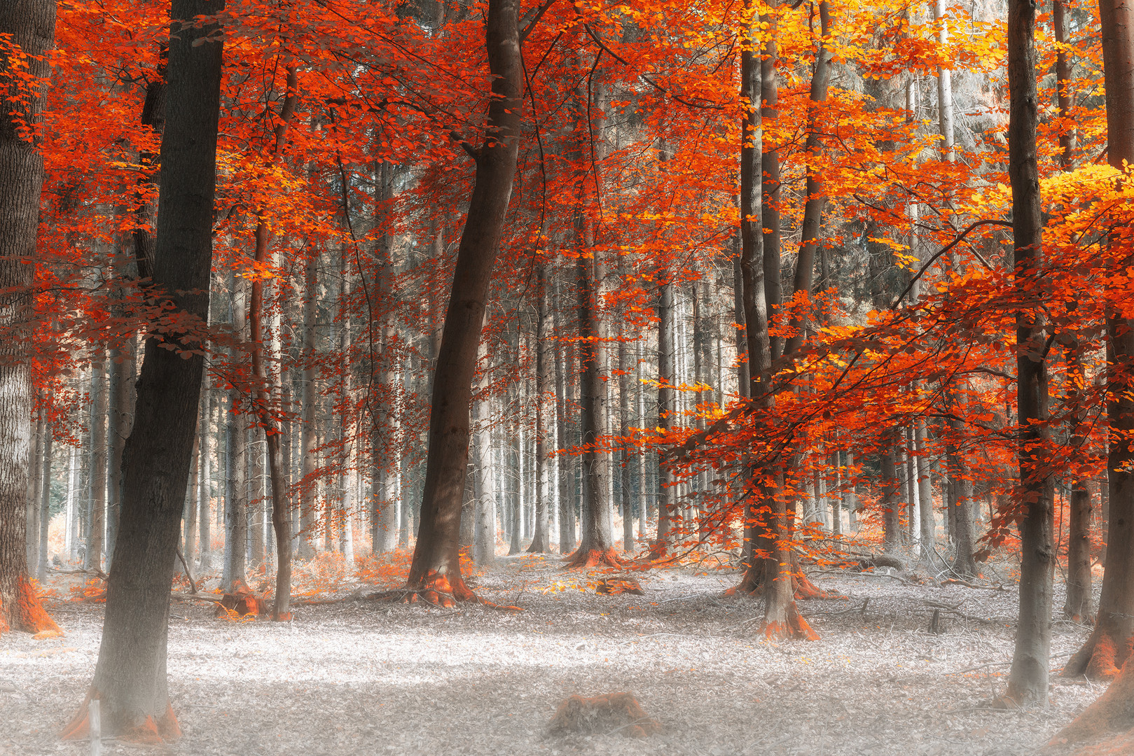 Das Leuchten im Wald