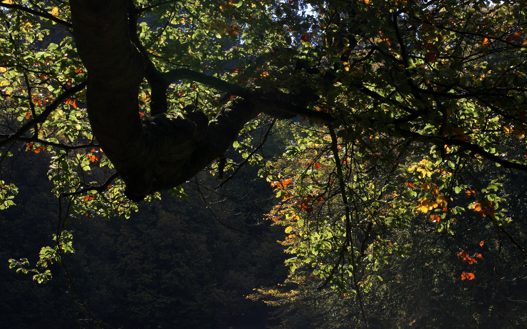 Das Leuchten im Wald