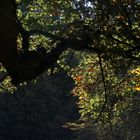 Das Leuchten im Wald