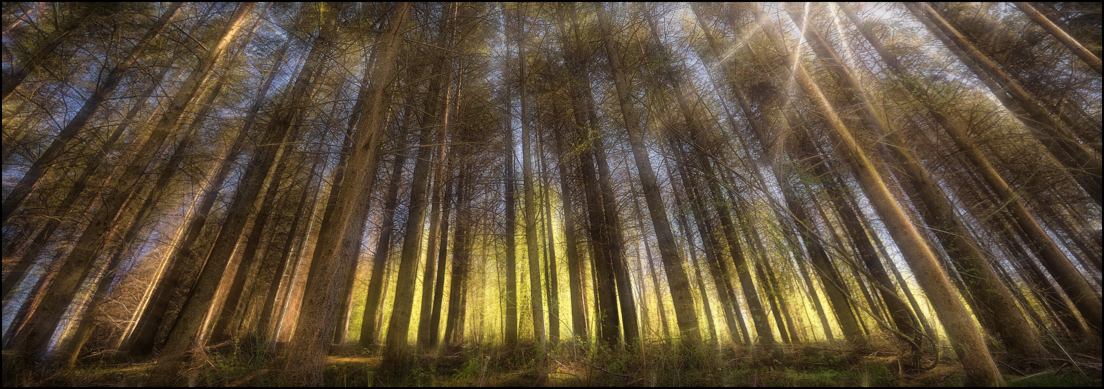 das Leuchten im Wald