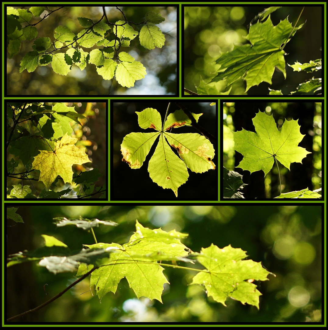 Das Leuchten im Wald